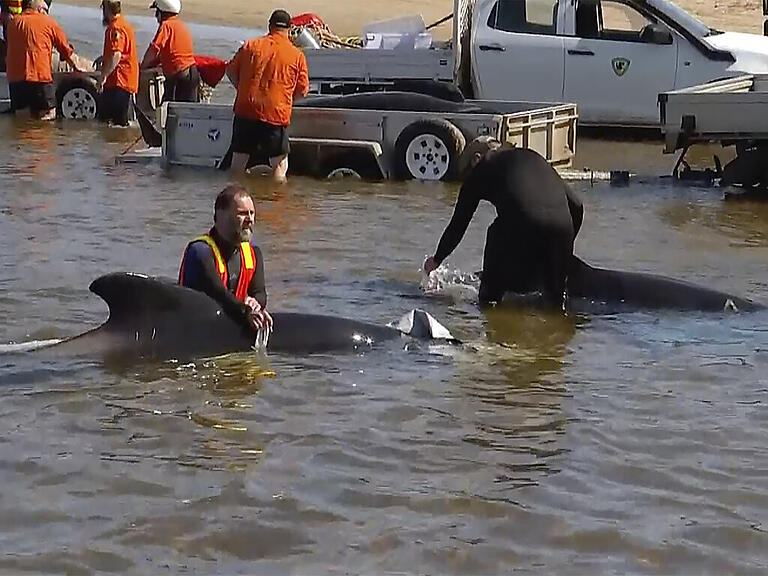 Trotz der unermüdlichen Hilfe freiwilliger Helfer sind die meisten an der tasmanischen Küste gestrandeten Wale gestorben.