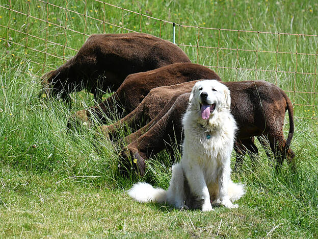 Ein Herdenschutzhund und eine Schafherde. Wanderer sollten ruhig an Schutzhunden vorbeigehen und beispielsweise nicht mit dem Wanderstock herum fuchteln. Auch freundliches Zureden kann helfen. (Archivbild)
